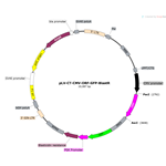 Human Gene GFP Lentivirus