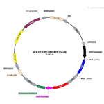 Human Gene RFP Lentivirus