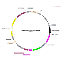 Human Gene GFP Lentivirus