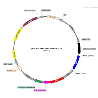 Human Gene RFP Lentivirus