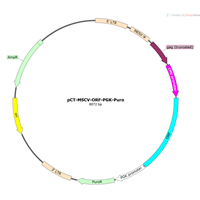 Human Gene Retrovirus