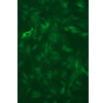C2C12 GFP stable cells
