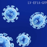 EF1A-GFP premade lentiviral particles reporter