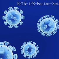 Premade lentivirus EF1A-driven LIN28, NANOG, SOX2, OCT3/4, KLF4 and C-MYC for iPS reprogramming