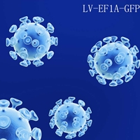 EF1A-GFP premade lentiviral particles reporter