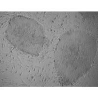 Mouse Embryonic Fibroblasts Mef Feeder Cells Cellomics Technology