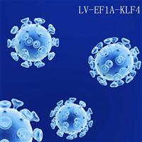 EF1A-KLF4 premade lentiviral particles for iPSC reprogramming