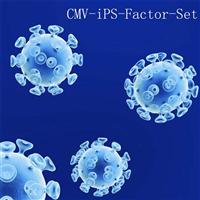 premade lentivirus CMV-SOX2, OCT3/4, KLF4, C-MYC for iPS reprogramming