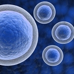 Custom Gene Cloning